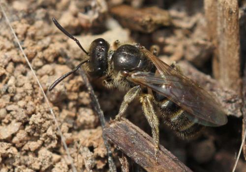 Lasioglossum sp.